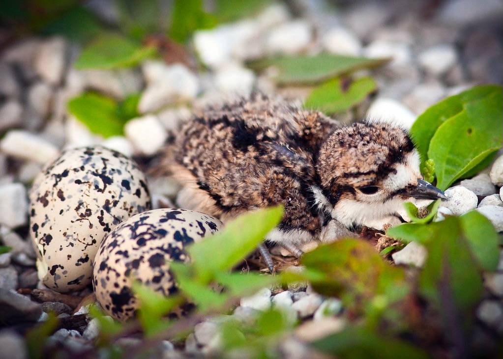 A new Killdeer today! (Explored) by hz536n/George Thomas is licensed under CC BY-NC-ND 2.0.